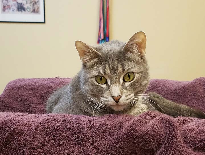 Preventive Care for Cats